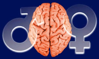 cerebro masculino y cerebro femenino